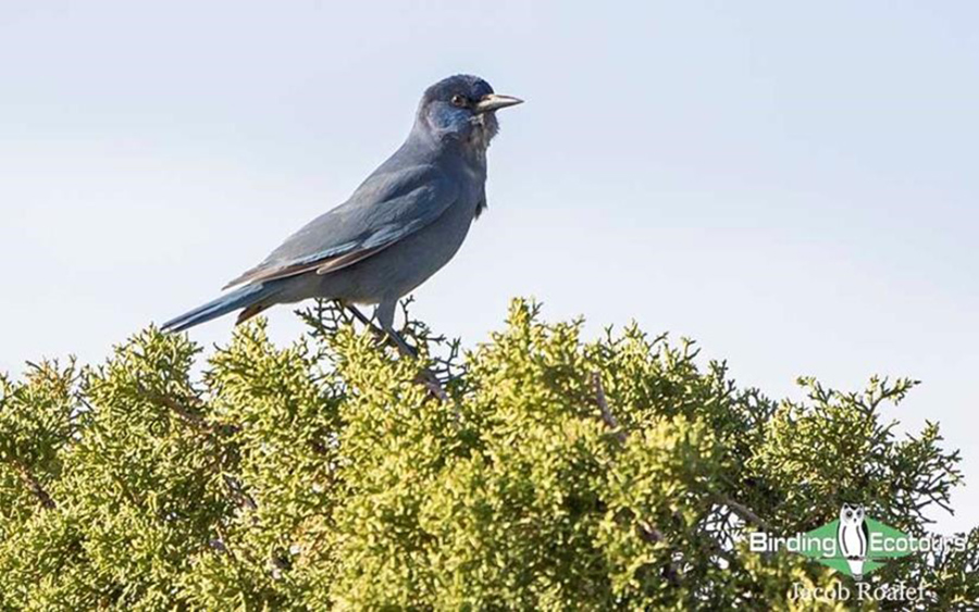 USA; Colorado 2022 birding trip report