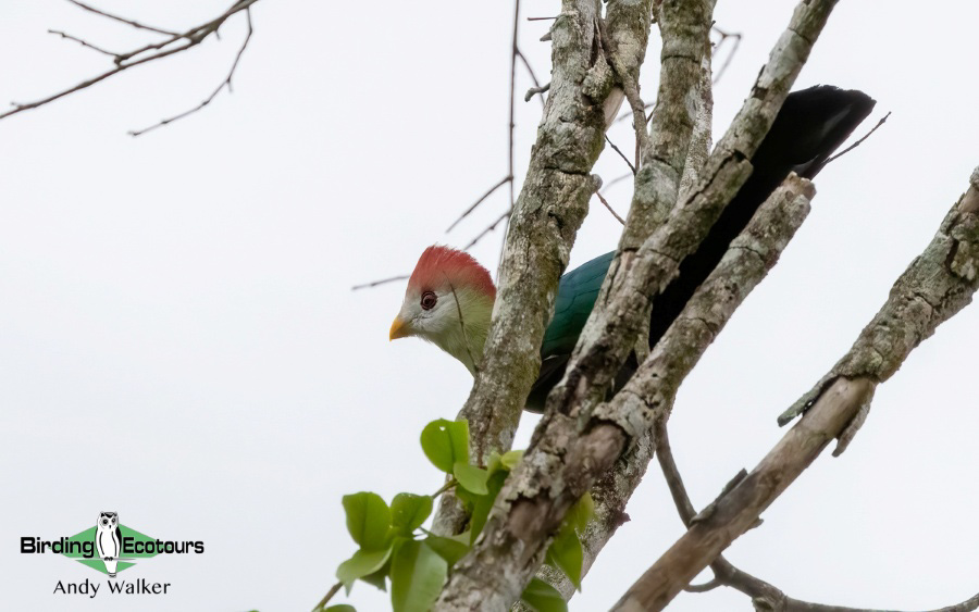 Angola birding report