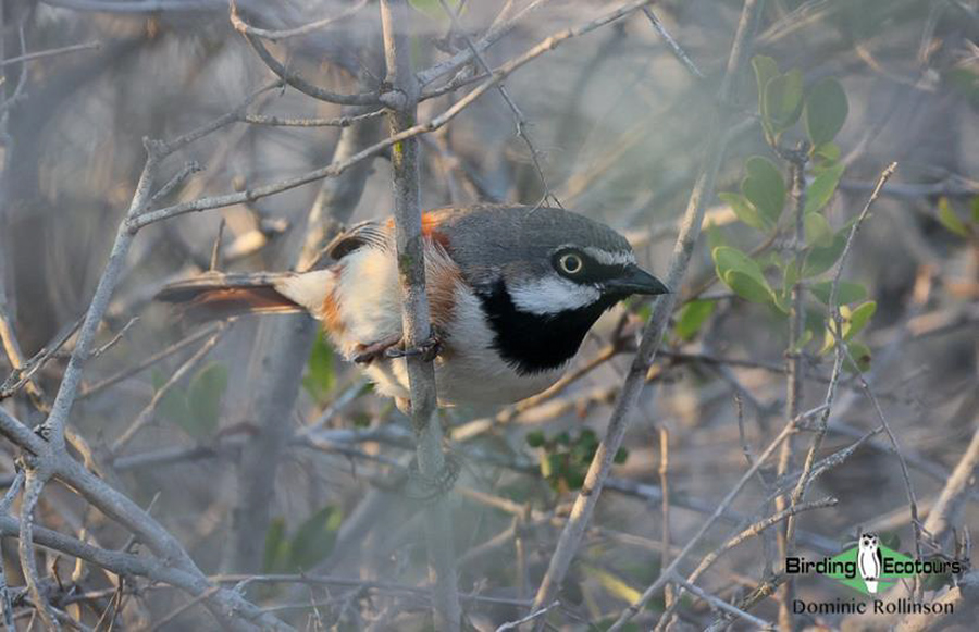 Madagascar birding report 2022