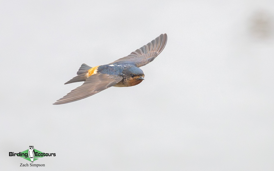 Angola birding report