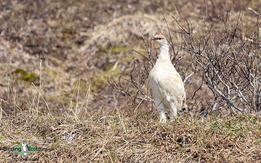 Alaska birding tours