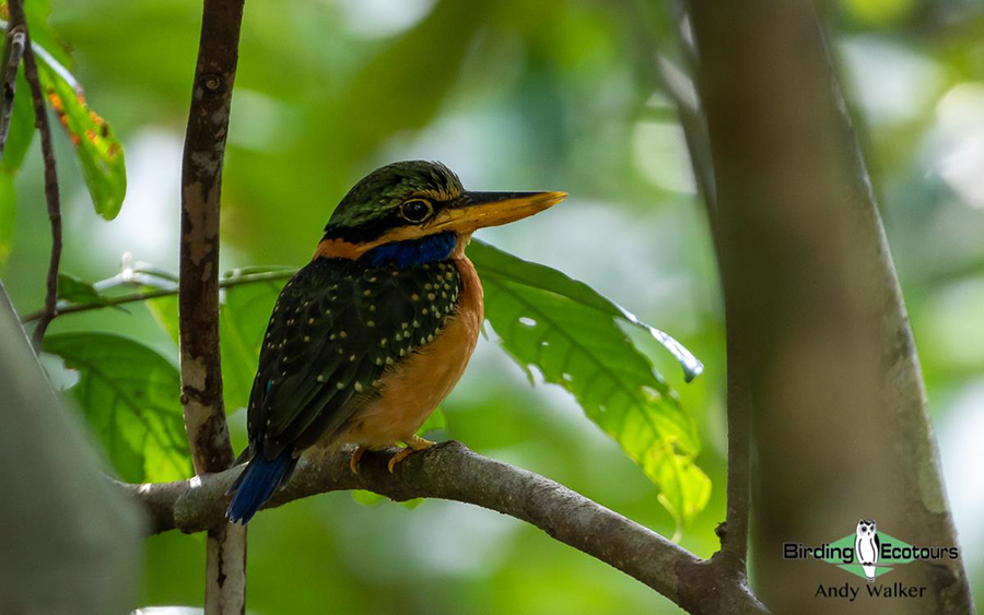 Malaysia Borneo Sabah birding report