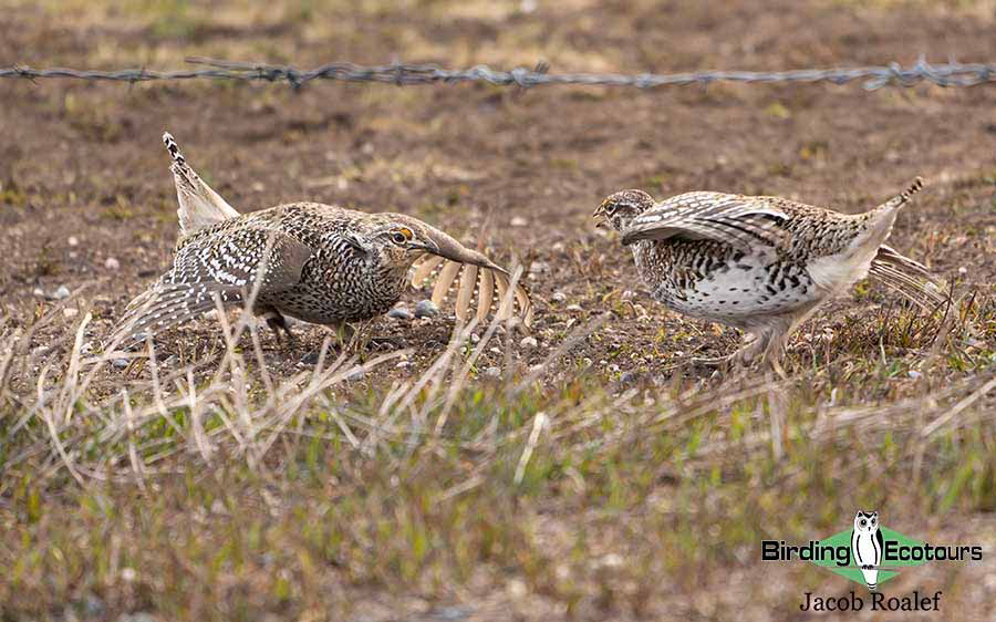 USA; Colorado 2022 birding trip report