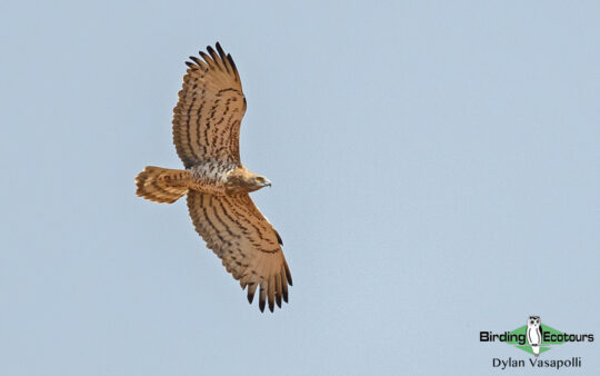 Birding Andalusia in Fall