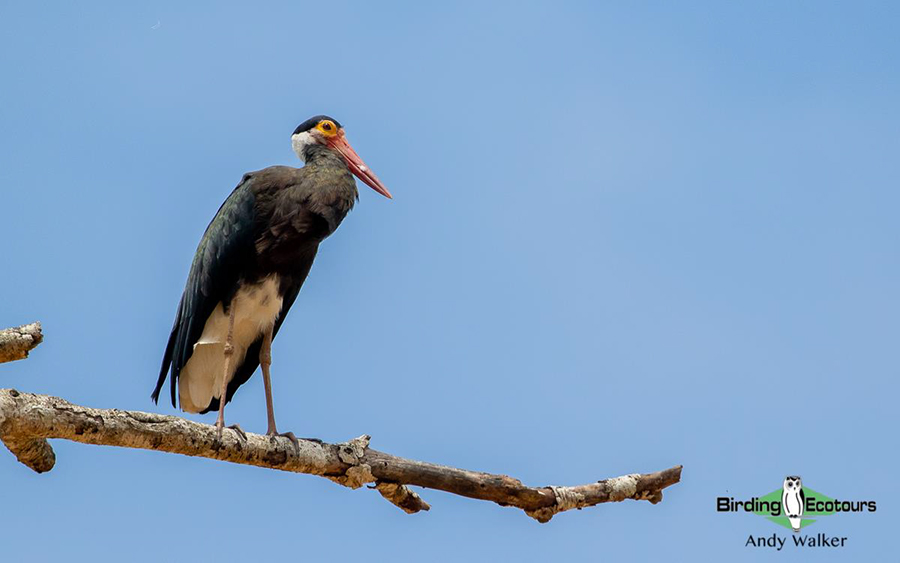 Malaysia Borneo Sabah birding report