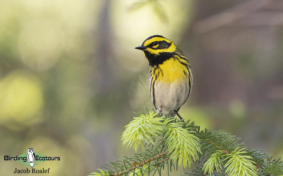 Alaska birding tours