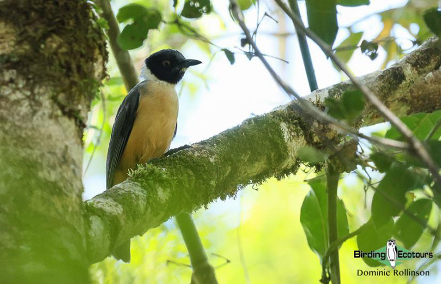 Madagascar birding report 2022