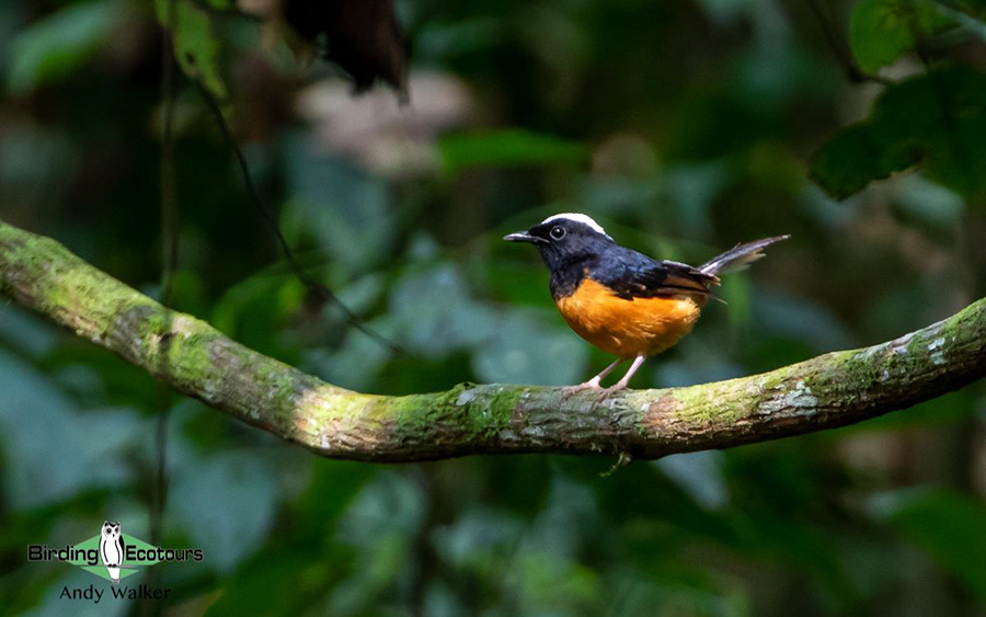 Malaysia Borneo Sabah birding report