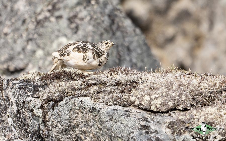 Alaska birding tours