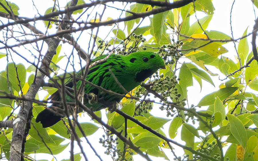 Malaysia Borneo Sabah birding report