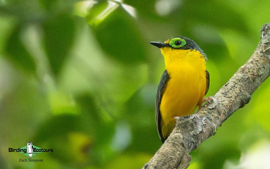 Angola birding report