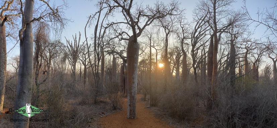 Madagascar birding report 2022