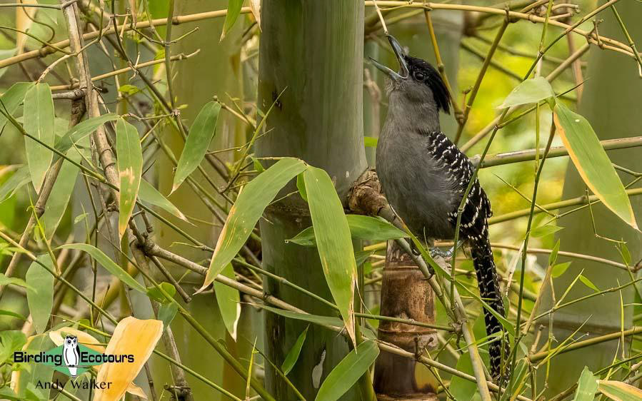 Northwest Argentina birding report