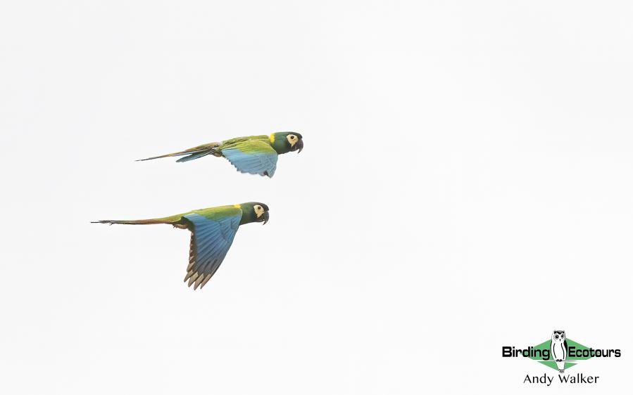 Northwest Argentina birding report