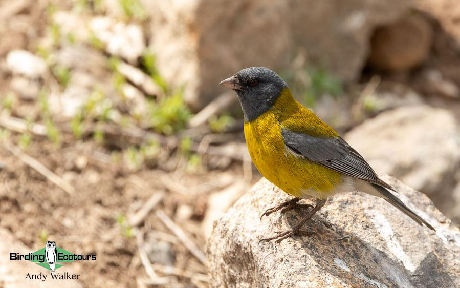 Northwest Argentina birding report