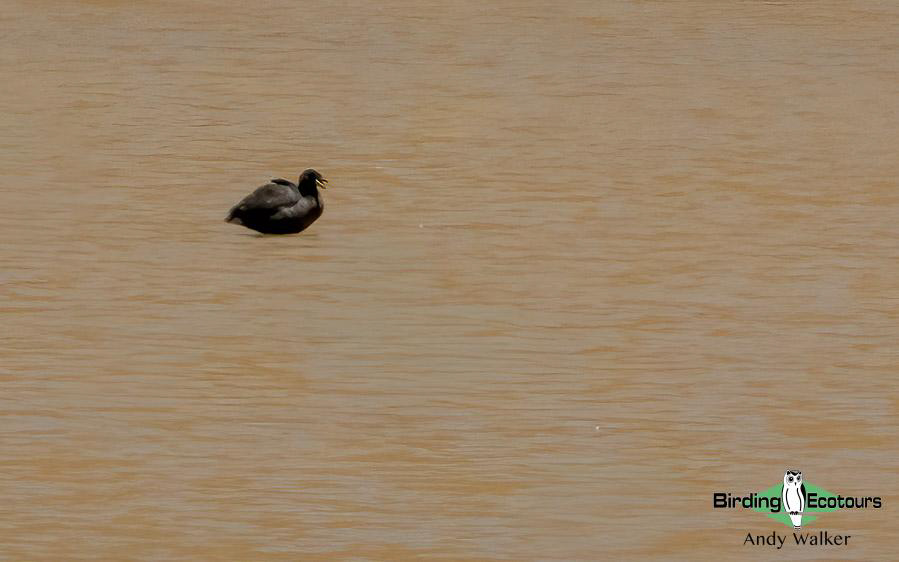 Northwest Argentina birding report