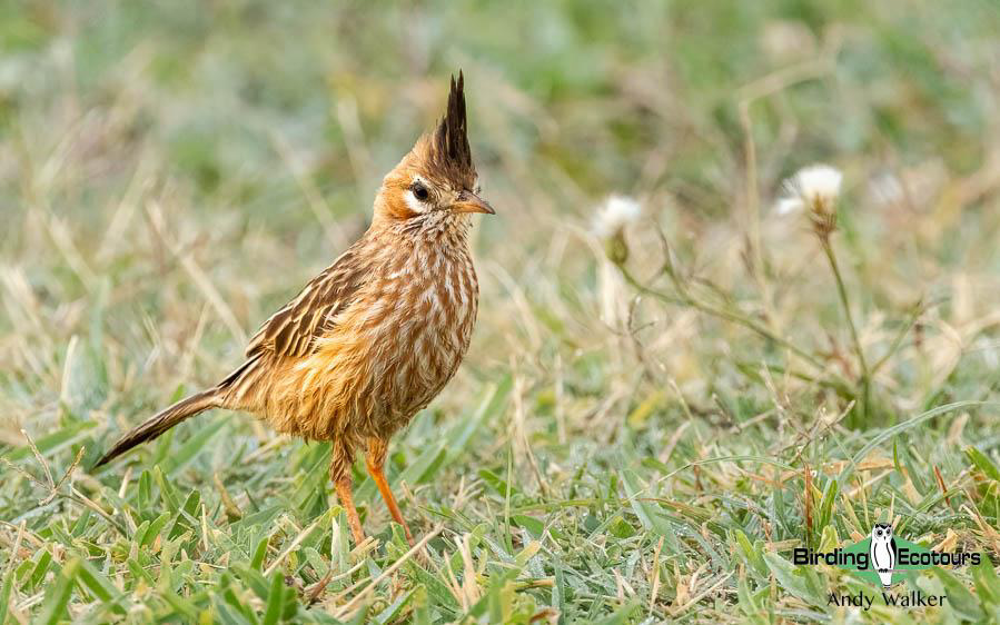 Northwest Argentina birding report