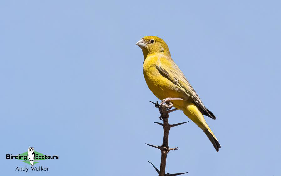 Northwest Argentina birding report