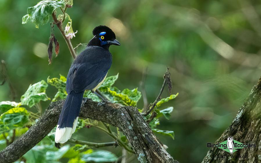Northwest Argentina birding report