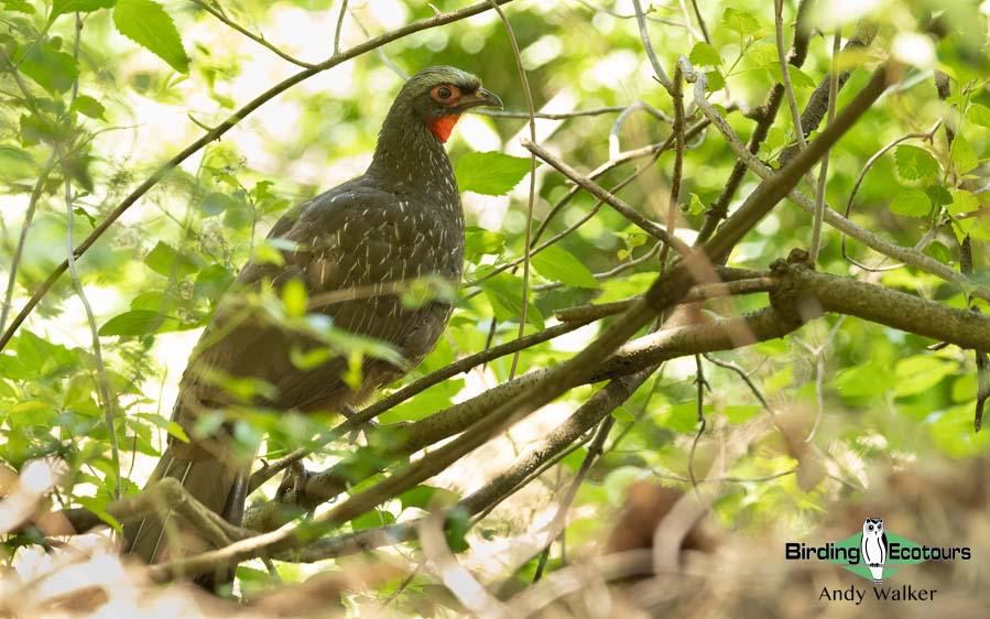 Northwest Argentina birding report