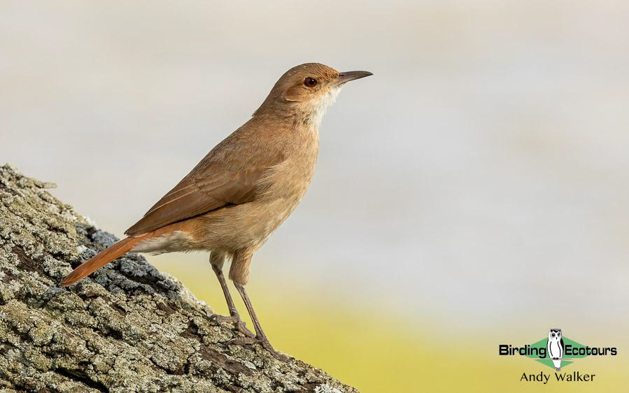 Northwest Argentina birding report
