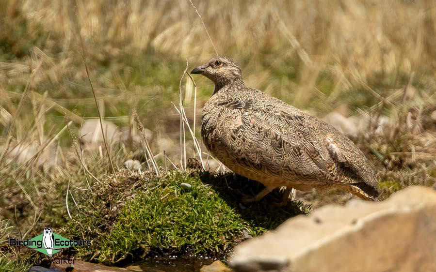 Northwest Argentina birding report