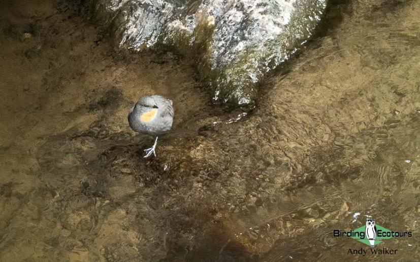 Northwest Argentina birding report