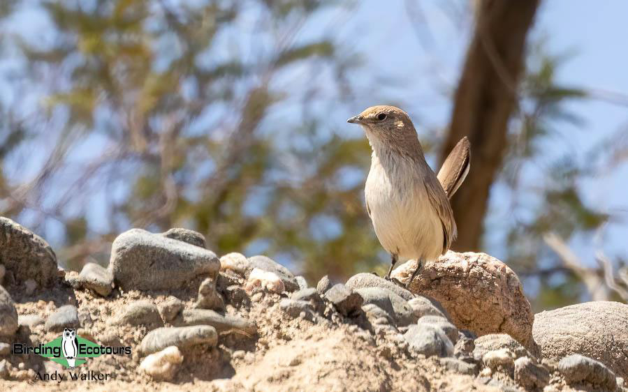 Northwest Argentina birding report