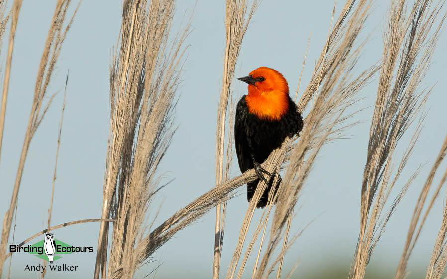 Northwest Argentina birding report