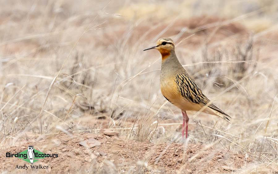 Northwest Argentina birding report
