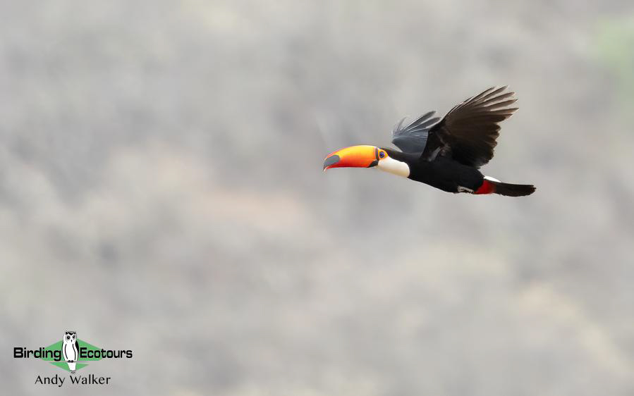 Northwest Argentina birding report