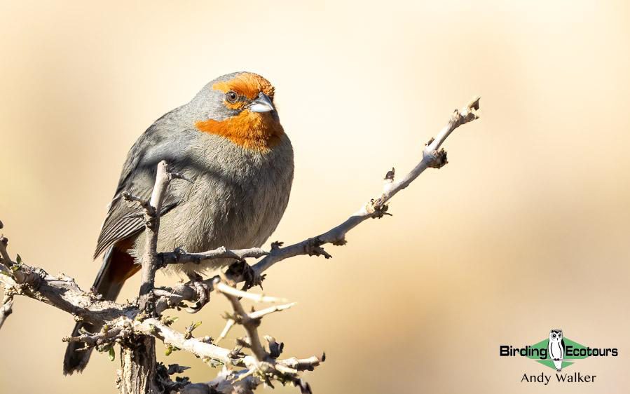 Northwest Argentina birding report