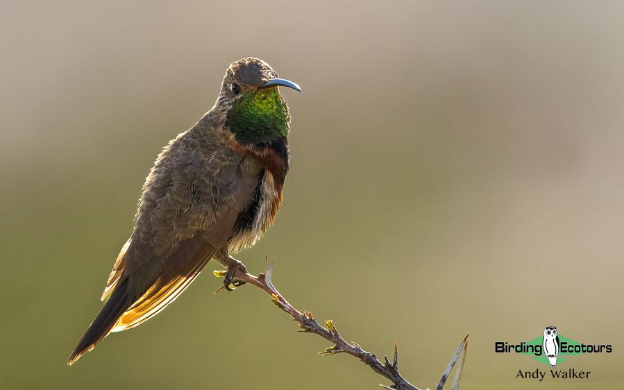 Northwest Argentina birding report