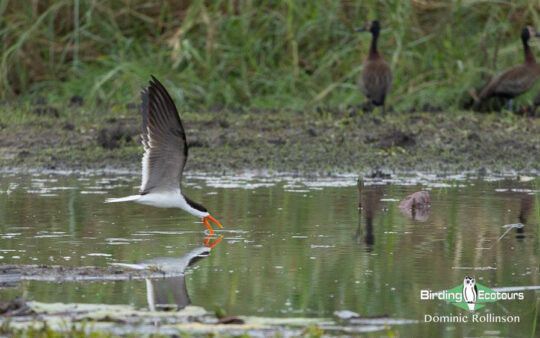 Namibia, Botswana and Victoria Falls birding