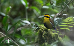 Borneo birding tours