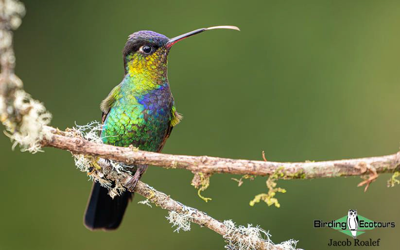 Costa Rica birding tours