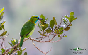 Borneo birding tours