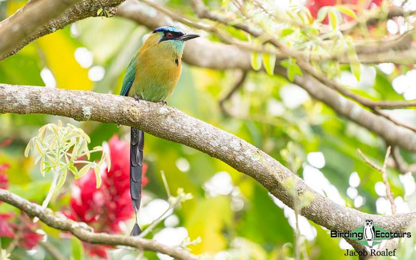Costa Rica birding tours