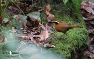 Borneo birding tours