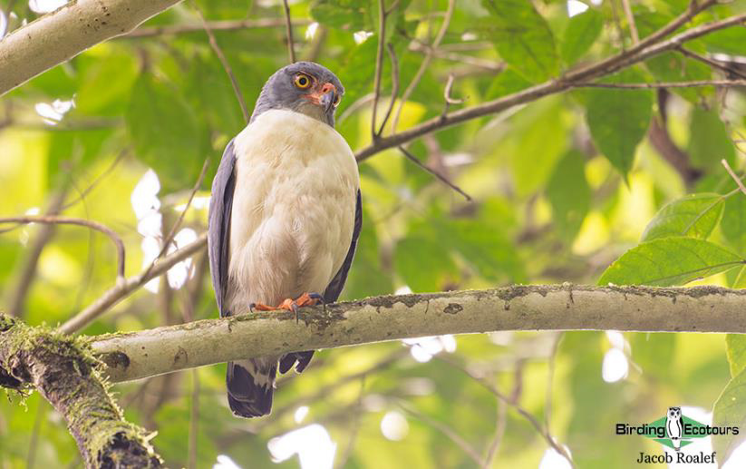 Costa Rica birding tours