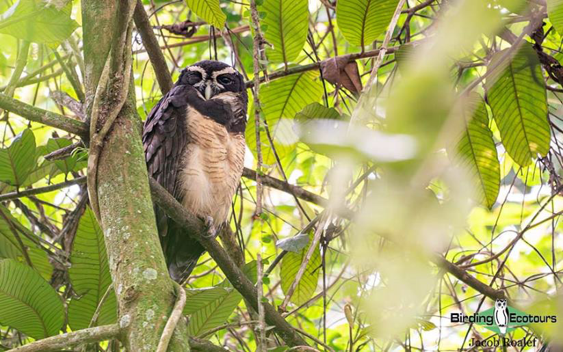 Costa Rica birding tours