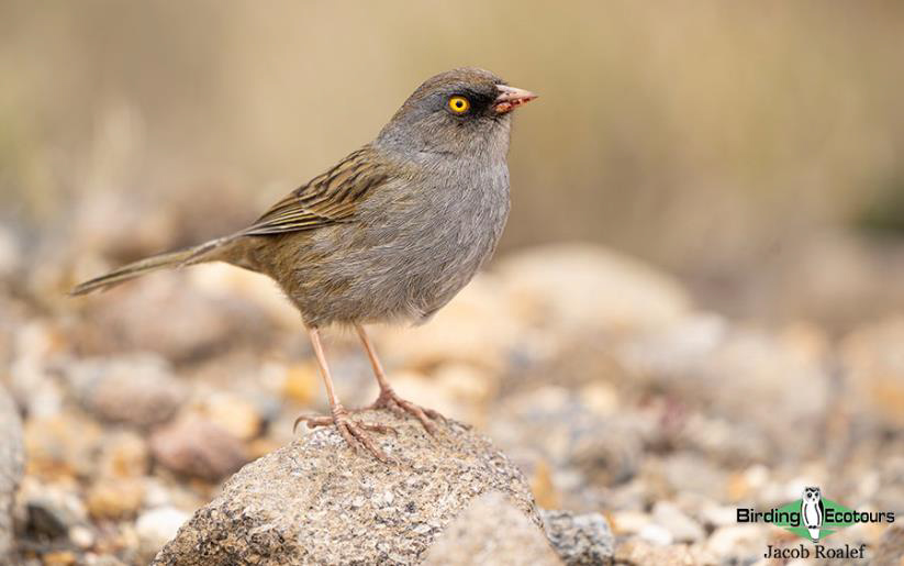 Costa Rica birding tours