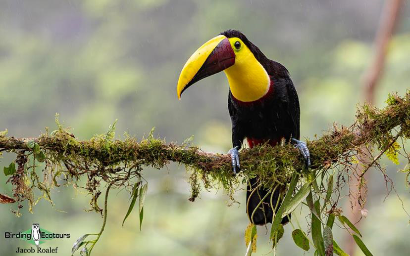 Costa Rica birding tours