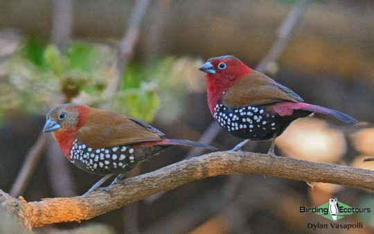 Miombo birding