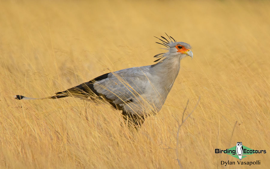 Johannesburg birding tours