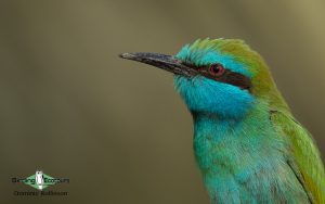 Israel birding tours