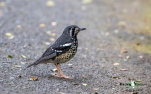 The Philippines birding tours