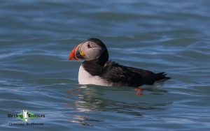 Finland birding tours