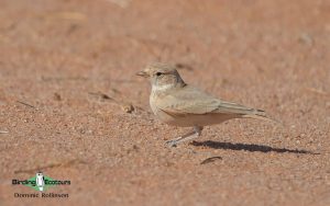 Israel birding tours