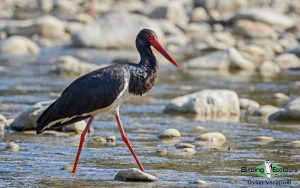 Israel birding tours